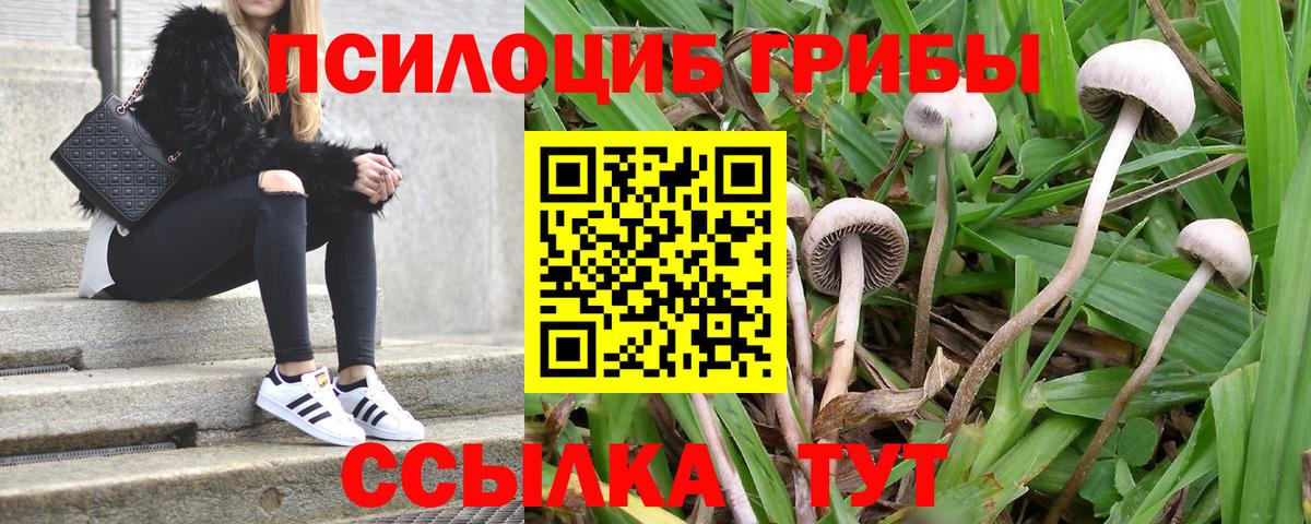 Псилоцибиновые грибы Psilocybine cubensis Тула